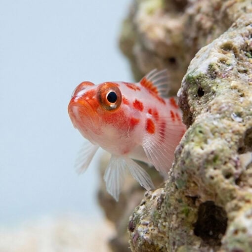 Red Spot Trimma Goby - Image 5