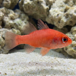 Red Stop Light Cardinal