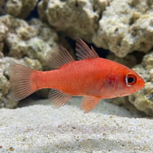 Red Stop Light Cardinal