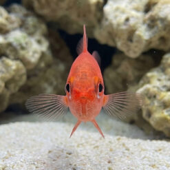 Alternative view of Red Stop Light Cardinal