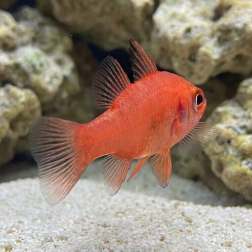 Red Stop Light Cardinal - Image 3