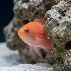 Alternative view of Red Stripe Anthias
