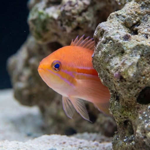 Red Stripe Anthias - Image 2