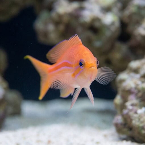 Red Stripe Anthias - Image 4