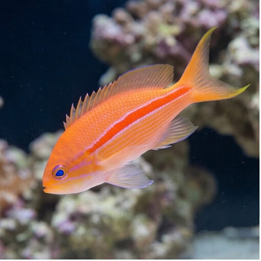 Red Stripe Anthias - Image 5