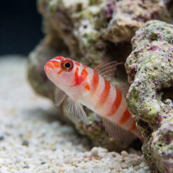 Alternative view of Candy Cane Pygmy Goby