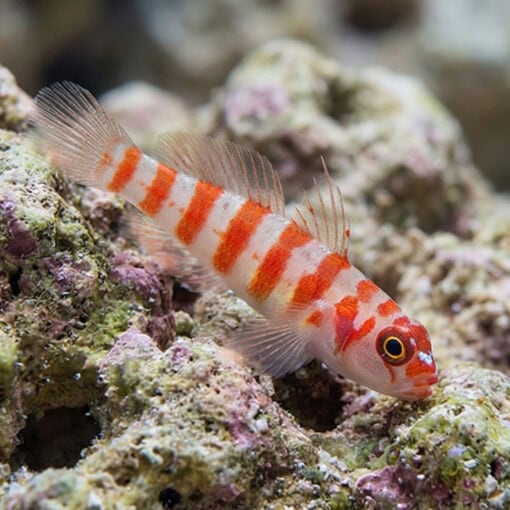 Candy Cane Pygmy Goby - Image 3