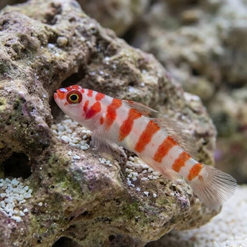 Candy Cane Pygmy Goby - Image 4