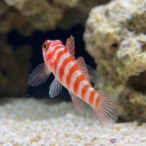Candy Cane Pygmy Goby - Image 5