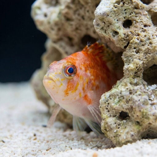 Golden Blue Line Hawkfish - Image 2