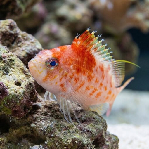 Golden Blue Line Hawkfish - Image 3