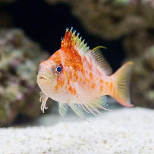 Red Hawkfish - Image 4