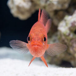 Alternative view of Red Tail Cardinal