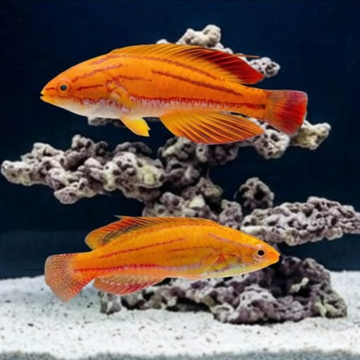 Red Tail Flasher Wrasse