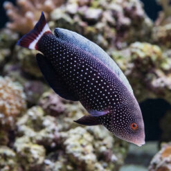 Red Tail Wrasse
