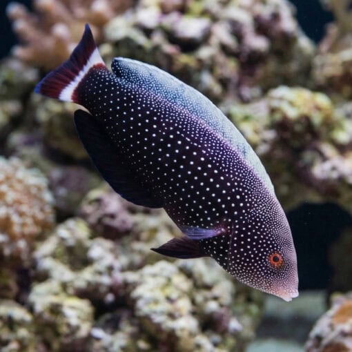 Red Tail Wrasse