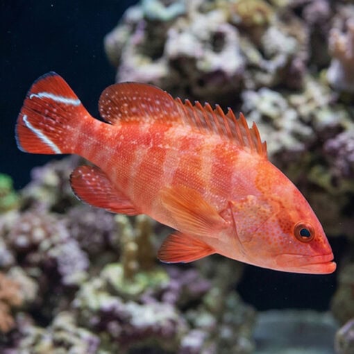 Red V-Tail Grouper