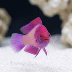 Alternative view of Rosy Scales Fairy Wrasse