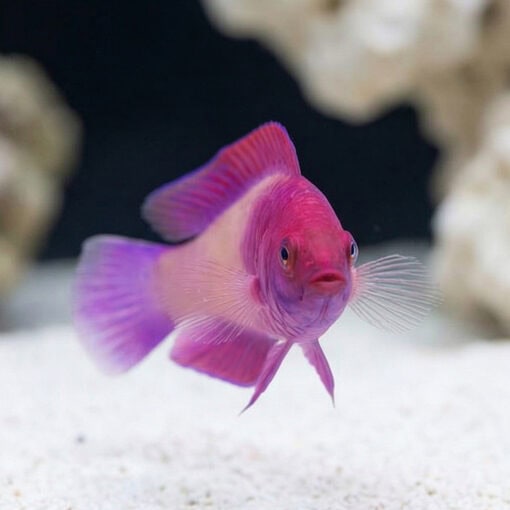 Rosy Scales Fairy Wrasse - Image 2