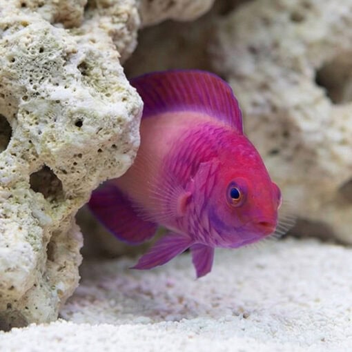 Rosy Scales Fairy Wrasse - Image 4
