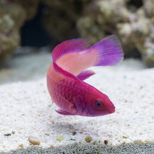 Rosy Scales Fairy Wrasse - Image 5