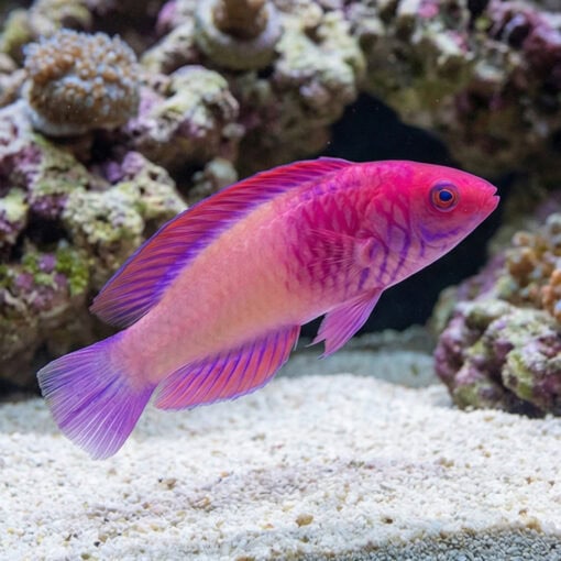 Rosy Scales Fairy Wrasse - Image 3