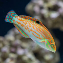 Alternative view of Checkerboard Wrasse