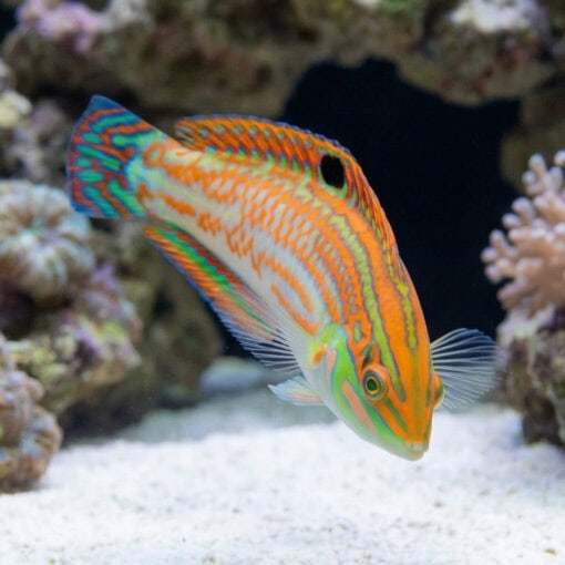 Checkerboard Wrasse - Image 4