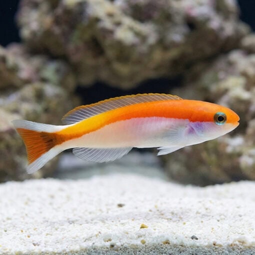Redlined Skunk Tilefish