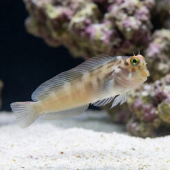 Redlip Blenny