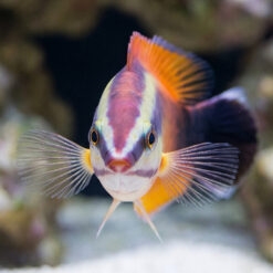 Alternative view of Tahitian Cleaner Wrasse