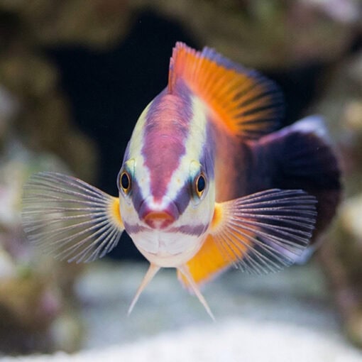 Tahitian Cleaner Wrasse - Image 2