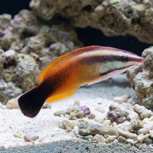 Tahitian Cleaner Wrasse - Image 3