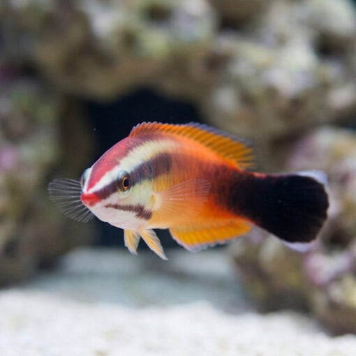 Tahitian Cleaner Wrasse - Image 4