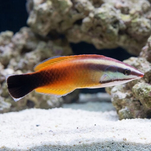 Tahitian Cleaner Wrasse - Image 5