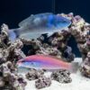 Redspot (Pink) Wrasse