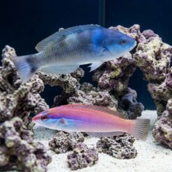 Redspot (Pink) Wrasse