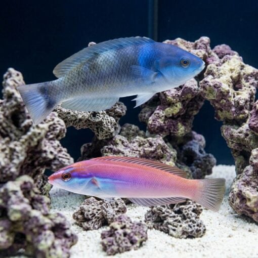Redspot (Pink) Wrasse
