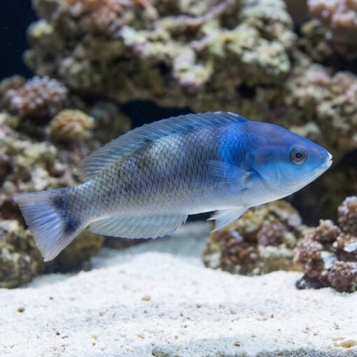 Redspot (Pink) Wrasse - Image 3