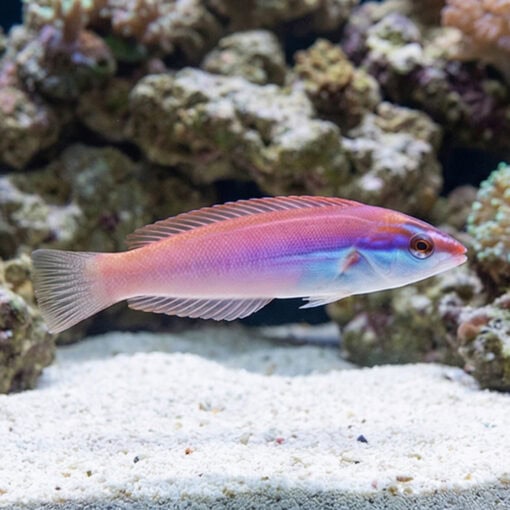 Redspot (Pink) Wrasse - Image 4