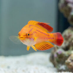 Alternative view of Red Tail Flasher Wrasse