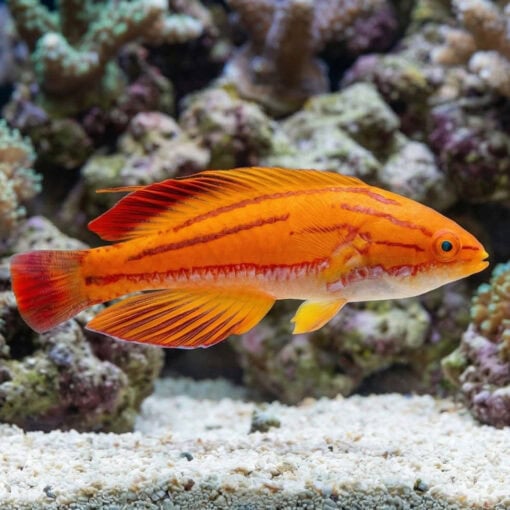 Red Tail Flasher Wrasse - Image 3