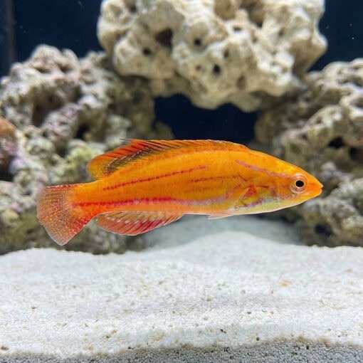 Red Tail Flasher Wrasse - Image 4