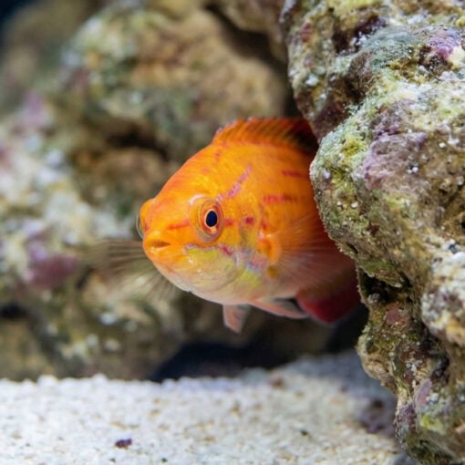 Red Tail Flasher Wrasse - Image 5