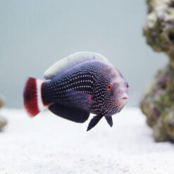 Alternative view of Red Tail Wrasse