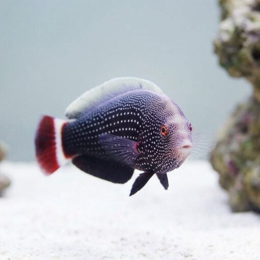 Red Tail Wrasse - Image 2
