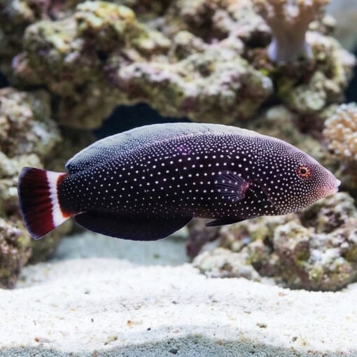 Red Tail Wrasse - Image 3