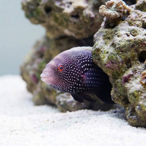 Red Tail Wrasse - Image 4
