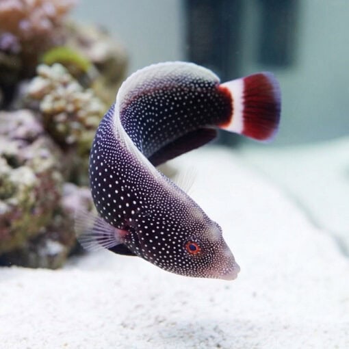 Red Tail Wrasse - Image 5