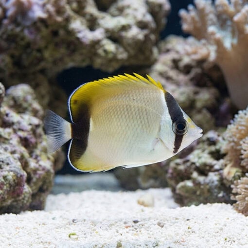 Reef Butterfly